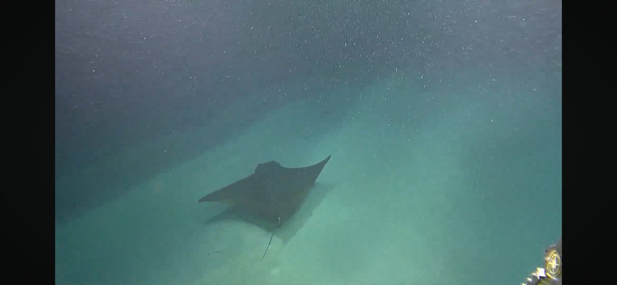 Just in case we were getting bored, bring on the manta ray! #NautilusLive <a href="/EVNautilus/">E/V Nautilus</a>