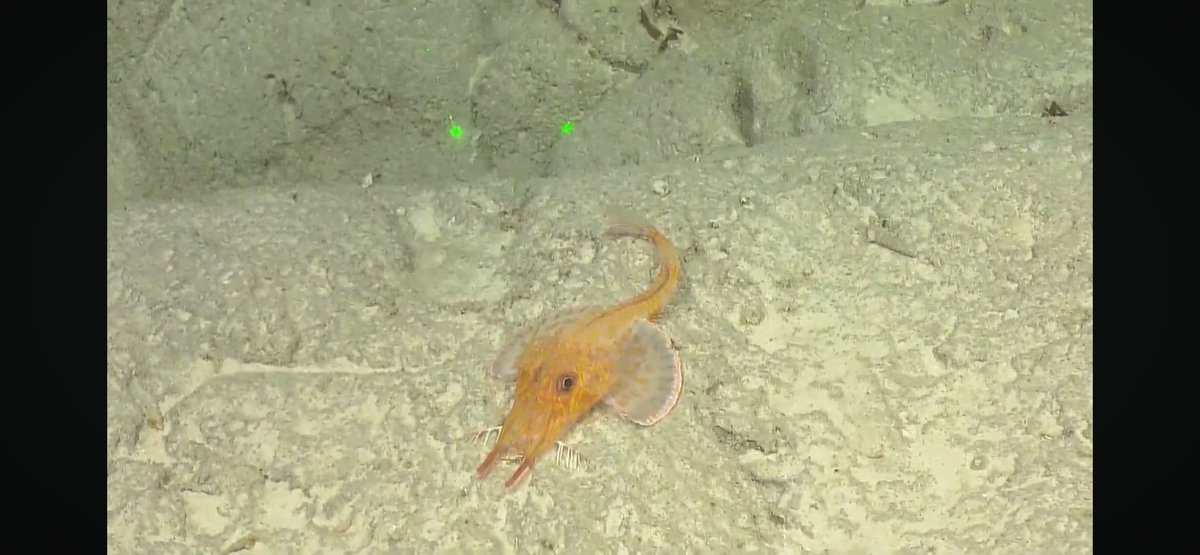 A couple different armored sea robins. #NautilusLive <a href="/EVNautilus/">E/V Nautilus</a>