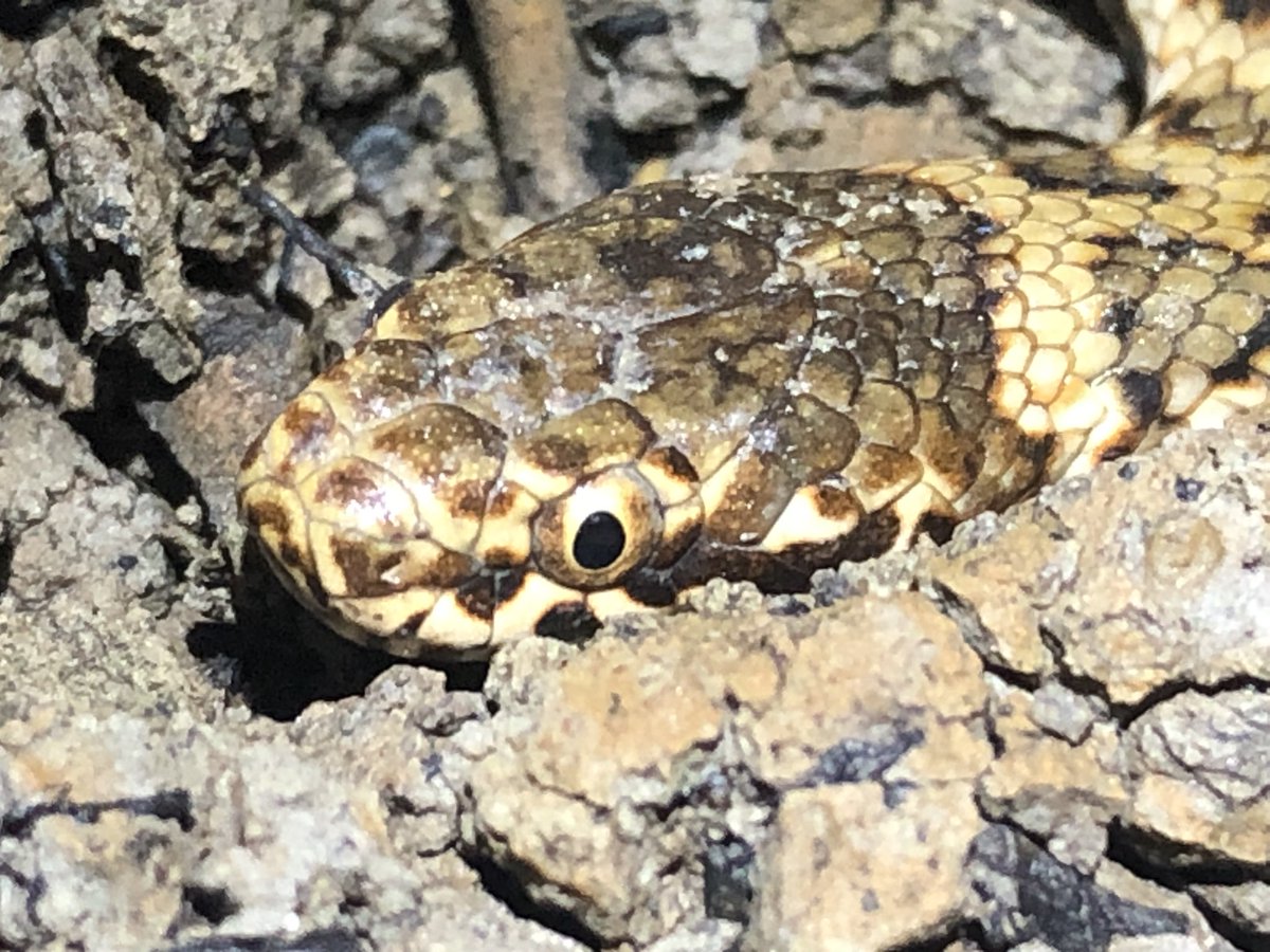 The #bigmudstudy is officially off the ground with the first mud adder sighted this week in Victoria - stay tuned for updates on the student projects #wildoz <a href="/Gulbali_Inst/">Gulbali Institute</a>