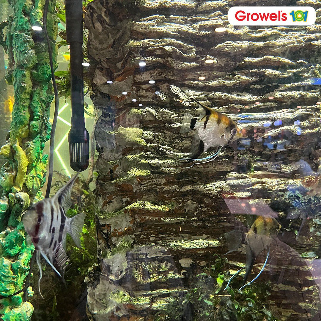 Growels101's tweet photo. Welcome to Biotope Aquarium. Whether you’re enjoying your favourite dishes or watching your little ones make friends with the fishes, this hidden gem in Growel's 101 Mall food court is truly enchanting! 
#foodcourtvibes #growels101  #biotopeaquariume #ilovekandivali https://t.co/J4sZf6X6J8