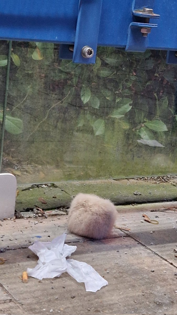 Zurzeit sieht man wieder vermehrt wild lebende Bommel auf der Suche nach einem Winterquartier.

Dieser hier ist schon ausgewachsen, aber wenn ihr um diese Jahreszeit kleinere Bommel in freier Wildbahn findet, solltet ihr den Bommelschutz kontaktieren.