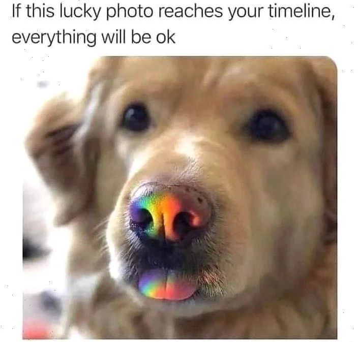 WholesomeMemes tweet media