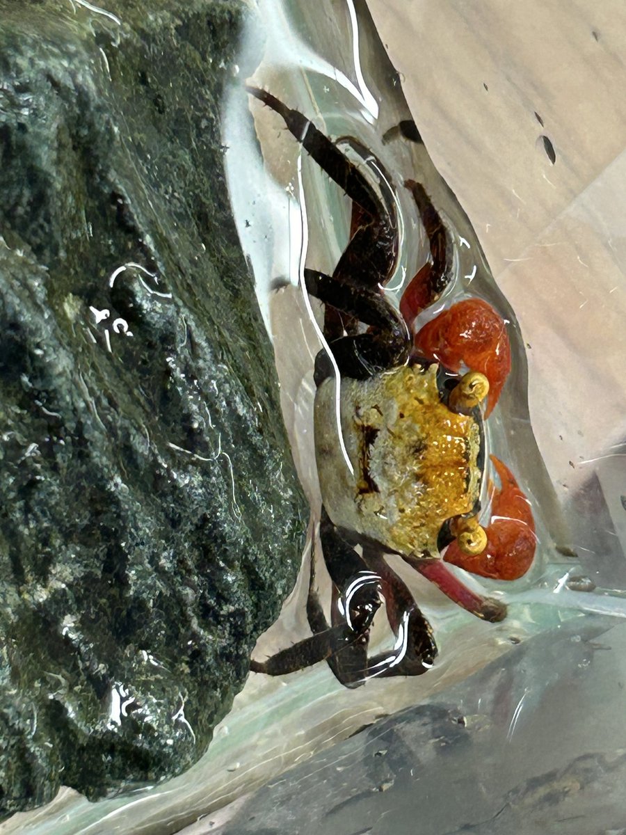 カニさんなど色々入荷しました🦀