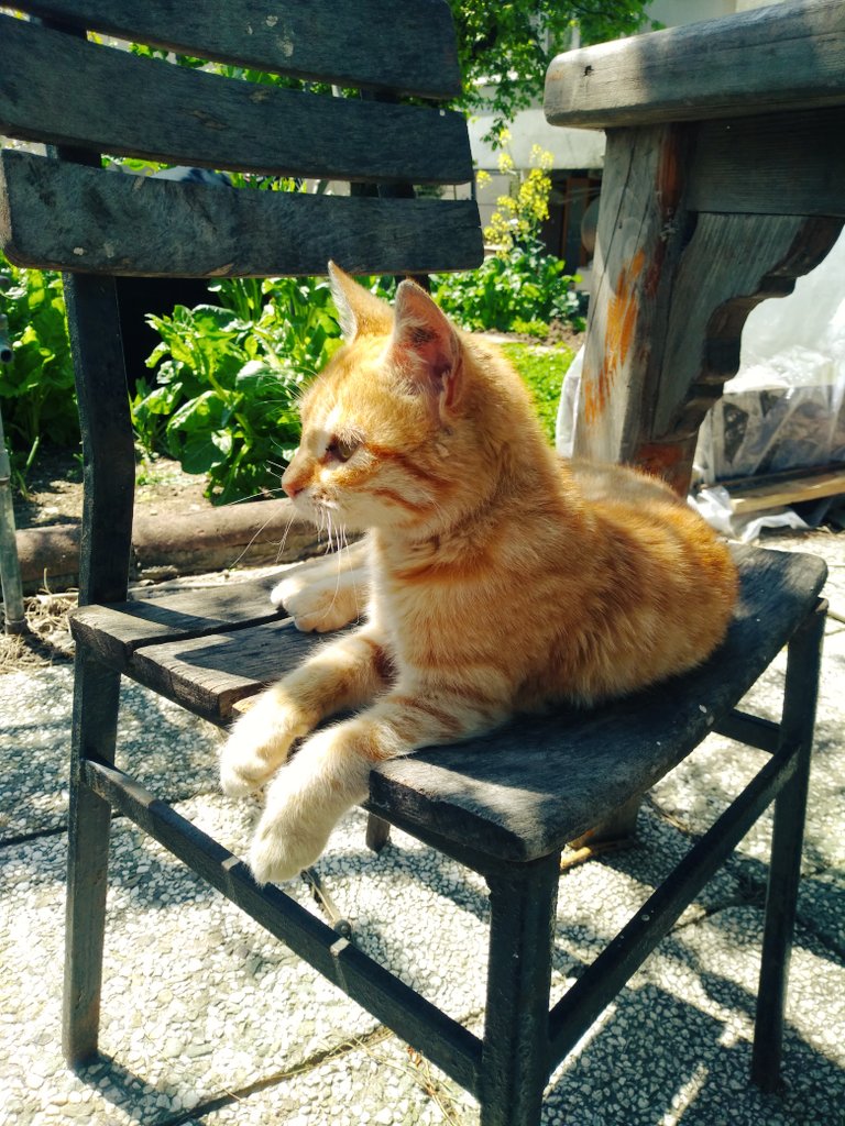 Mrsipekk's tweet photo. @Osmanede_ Mekan sahibi bir pisi.. https://t.co/FOIacaNjIU