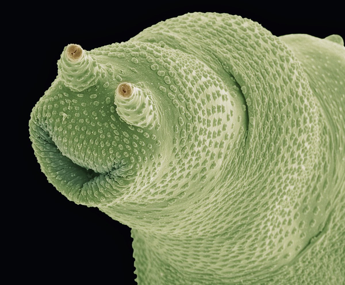 CurieuxExplorer's tweet photo. 3⃣ Life in Freshwater
Meet the bdelloid rotifer, a microscopic creature thriving in freshwater habitats worldwide. Their intricate anatomy is revealed through the lens of an electron microscope 🐛🔍
#MicroFauna https://t.co/iWRkjF7Lsh