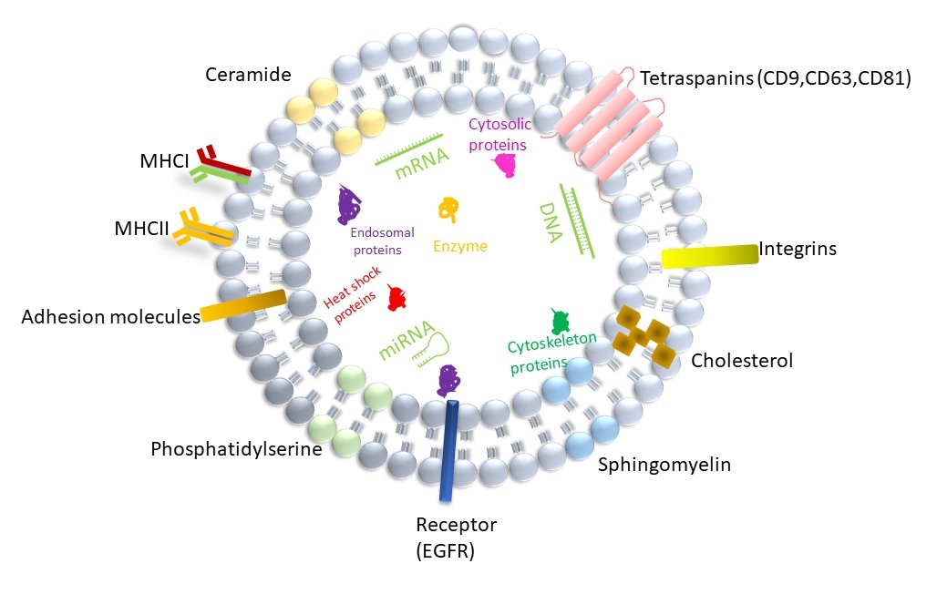 This Review: Function of #exosomes in #neurological disorders and #brain tumors, discusses the roles of exosomes in neurological diseases and brain cancer, their #biomarker potential, and applications in #therapeutic molecule #delivery. Read more: oaepublish.com/articles/evcna…