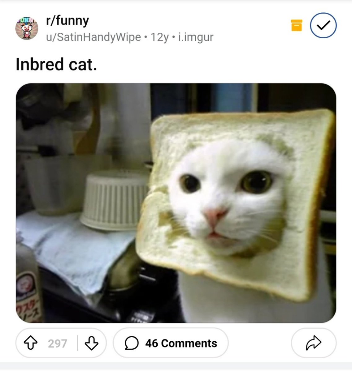 DegenSual's tweet photo. @GoodReddit INBRED CAT https://t.co/JWjt0vzRXJ