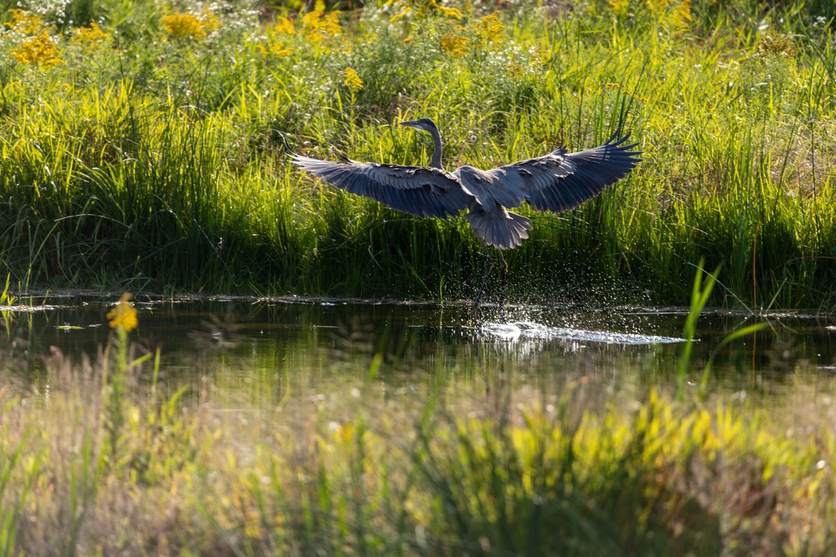 More than just ducks rely on wetlands! 🐦#DYK Great Blue Herons frequent freshwater marshes across Canada, using them for important behaviours nesting and foraging for fish and small mammals?

#WildlifeWednesday #DUCOntario 📷 Eli Olimet