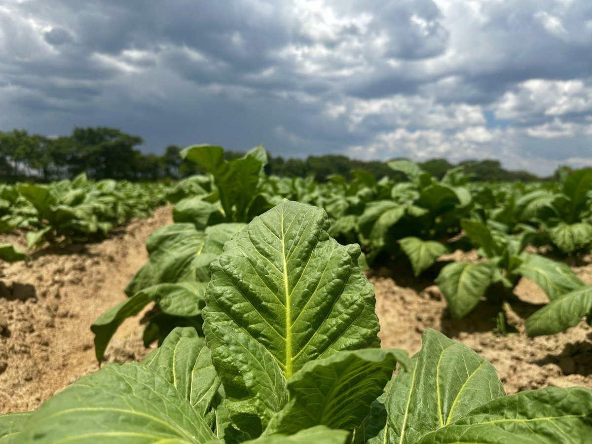 Tobacco Industry & Marketing Board tweet media