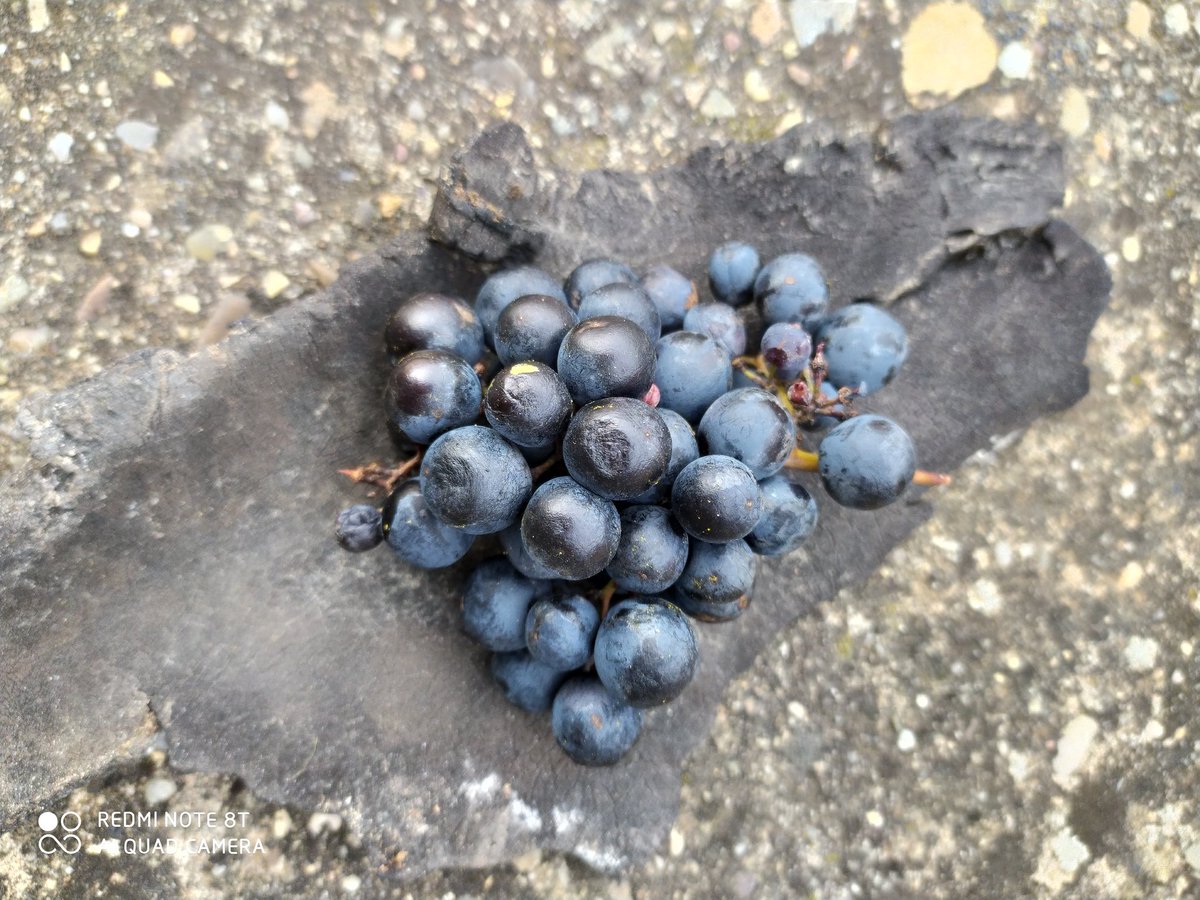 lluis1966's tweet photo. Territori tranquil i mig despoblat al marge esquerre del riu Ebre amb una oferta enogastronòmica increïble !!!
Benvinguts a #RiojaAlabesa #Dastatu #winelovers🍷#DOCRioja https://t.co/iMNMDe97H5