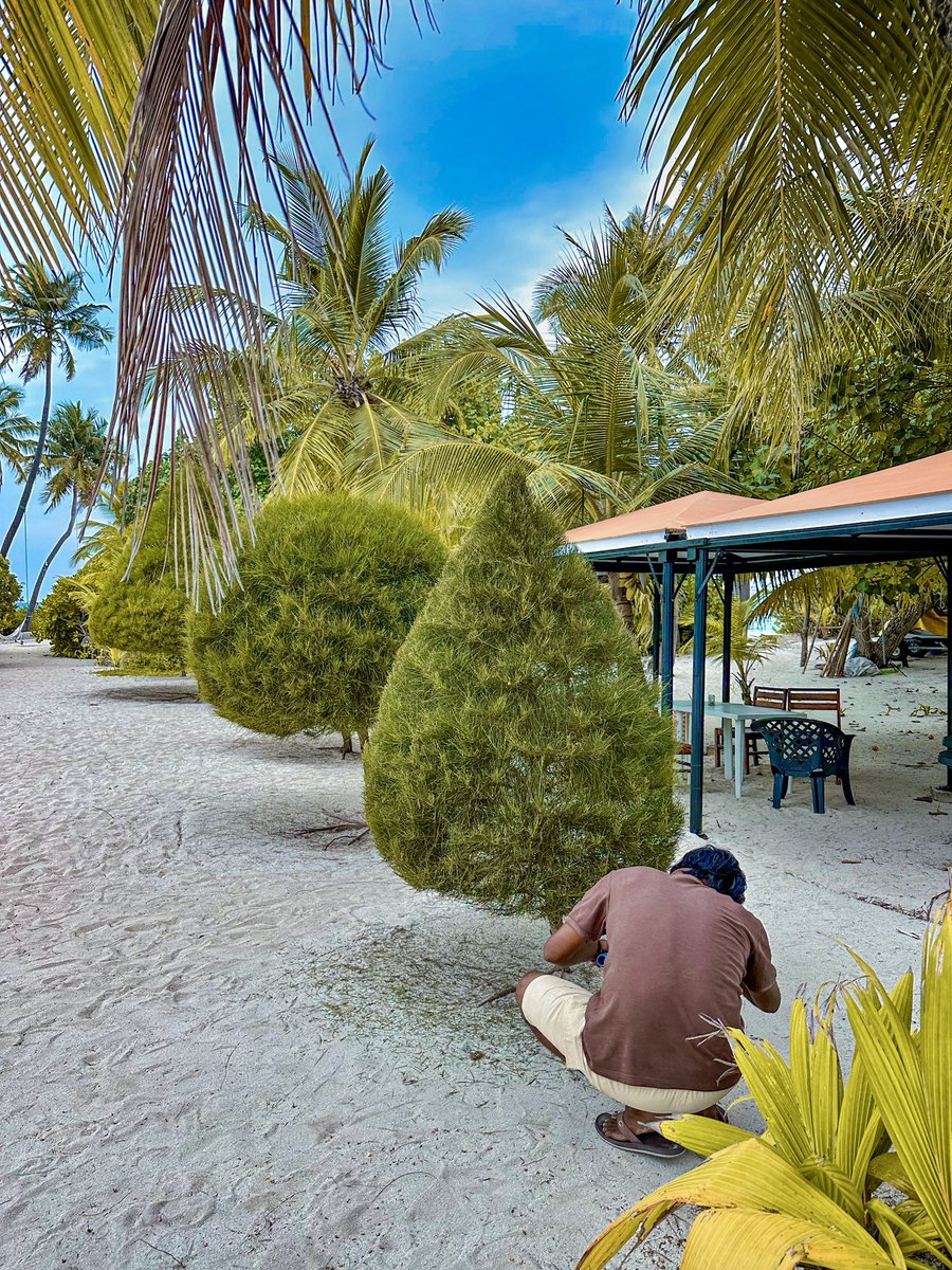 Fodhdhoo1's tweet photo. Thatโs the magic of our incredible sabba beach hotels team - our hidden gems keeping the island beauty alive. ๐๏ธ
.
.
#islandlife #beautifuldestinations #fodhdhoo #maldives #localisland #bestguesthouse #greenbeauty #placetovisit #visitfodhdhoo #sabbasummersuite https://t.co/Po5wUqkAWt
