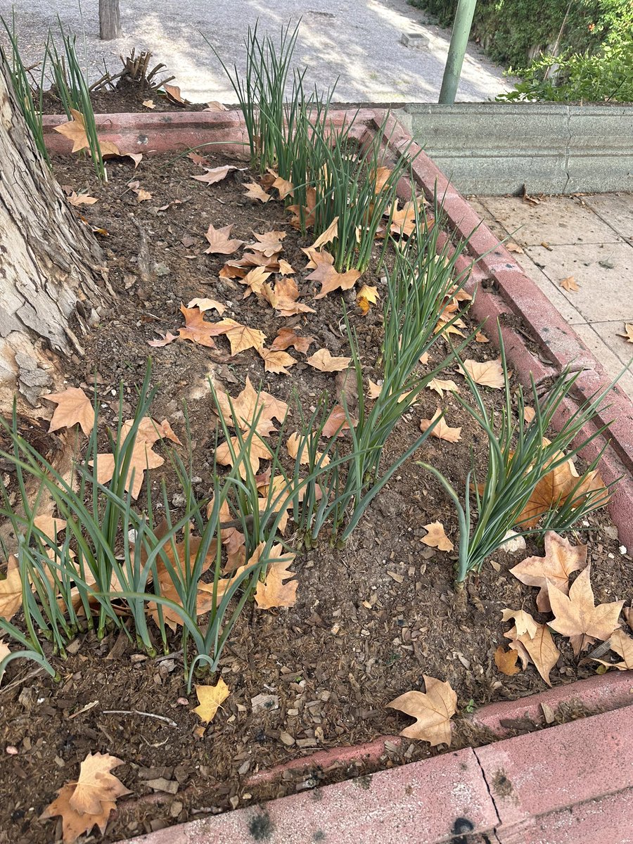 ceippaidos's tweet photo. ¡Buenos días! 🌞
Hoy nuestros niños/as han visitado el huerto escolar 🌱🪴

Han aprendido sobre la importancia de las plantas, se han convertido en unos auténticos jardineros sembrando semillas y regando las plantas. 👩🏼‍🌾
#educauja https://t.co/IkFSyFJpgV
