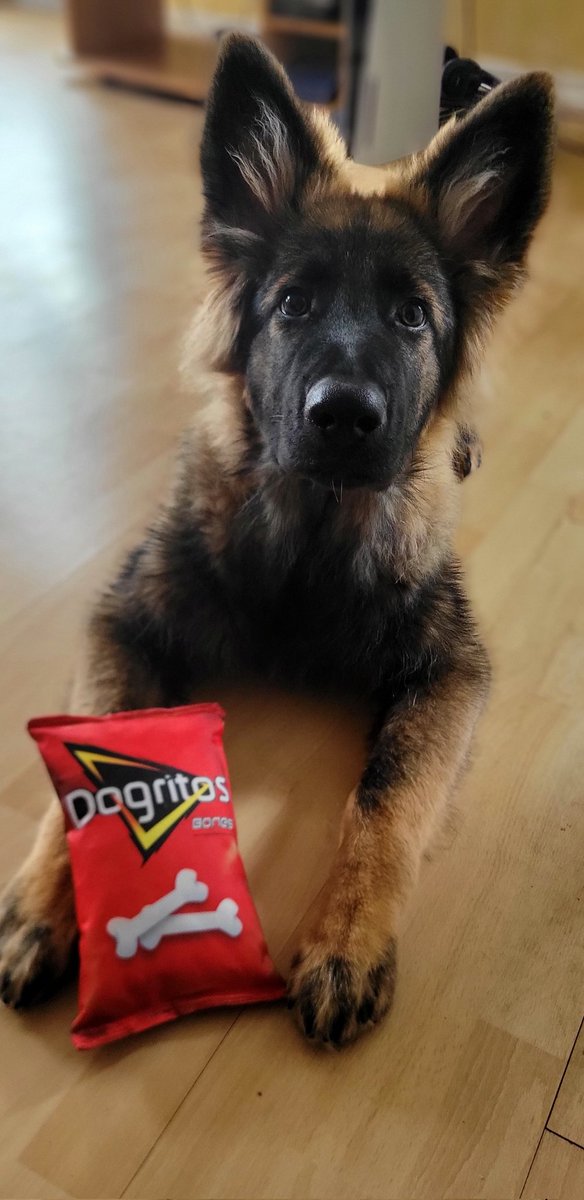 KBitterlin's tweet image. Bon chien de journaliste jeu vidéo ça