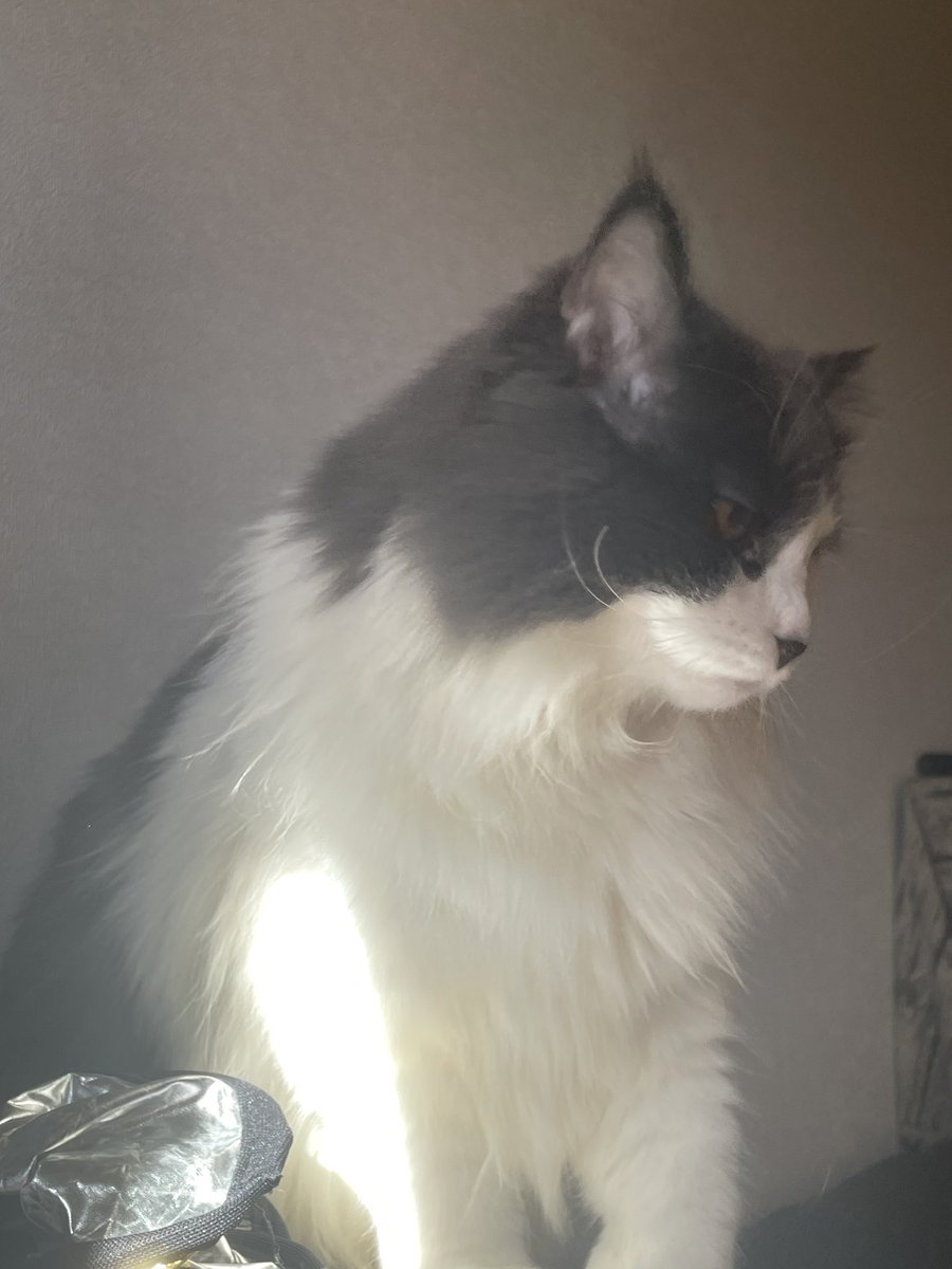 Shenxw091's tweet photo. I kidnapped Diegó.😈
#iceland #cat https://t.co/EeEZ3uZDNA