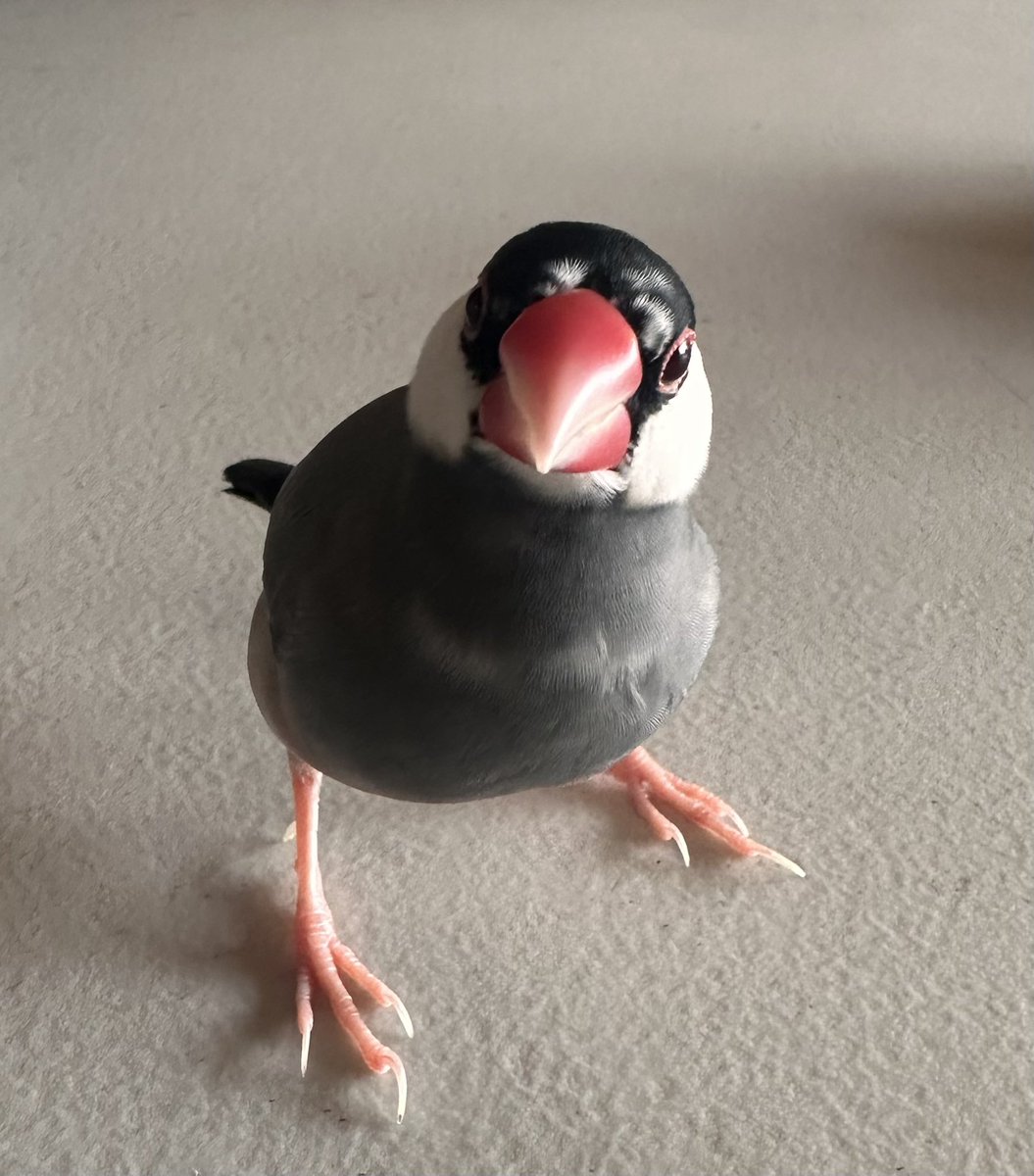 本日の16:40に深谷市で文鳥を逃してしまいました
全力で探しましたがまだ会えていません

今夜は冷え込みます。
暖かい場所でじっとしていてください

必ず帰ってきてください
餌をいっぱい準備して待っています。
早く帰ってきて
日常を戻してください