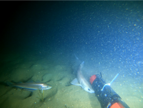 JNCC_UK's tweet photo. The data we've gathered will play a crucial role in advancing our understanding of this unique marine environment and will guide future conservation efforts in the region.

#TurningScienceIntoAction https://t.co/owb3vQo8Dt