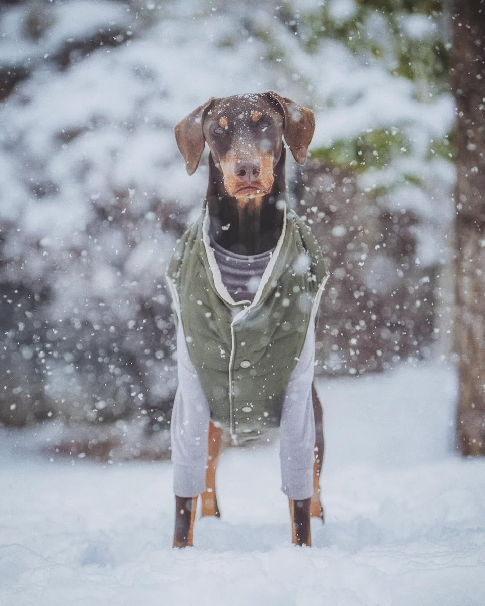 RiseOnBangtanAr's tweet image. 📸 &amp;gt;&amp;gt; Actualización de bowwow_bam en Instagram.

🎶 “Snow (feat. Lee Moonsae)” de Zion.T

☃️🐶...🫡... 🥹... 💜... 196

#JUNGKOOK #BTS #방탄소년단 @BTS_twt @bts_bighit