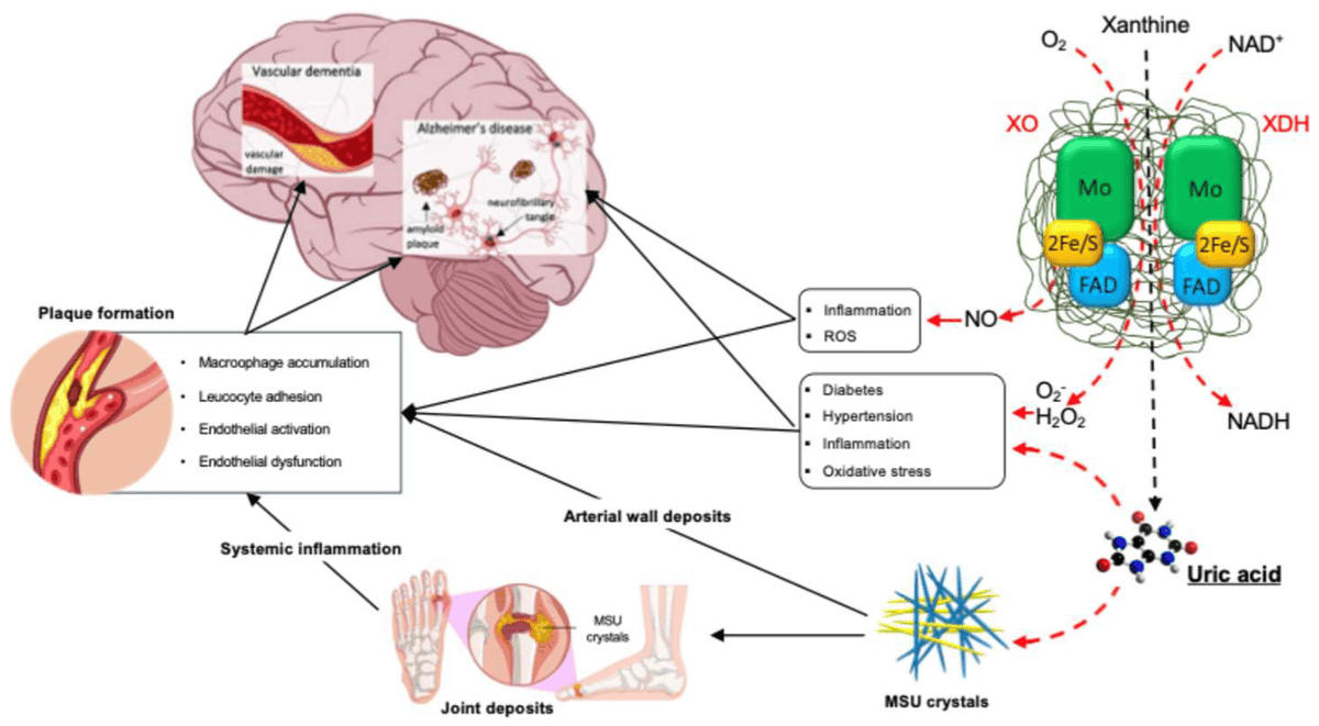 FedericaFogacci's tweet photo. Influence of Uric Acid on Vascular and Cognitive Functions: Evidence for an Ambivalent Relationship
🔗https://t.co/Osh23jalfK via @MetabolitesMDPI @MDPIOpenAccess
@FBarattaMD @afgcicero @alesmengozzi @SIIA_IT https://t.co/I0J0SvZdrv