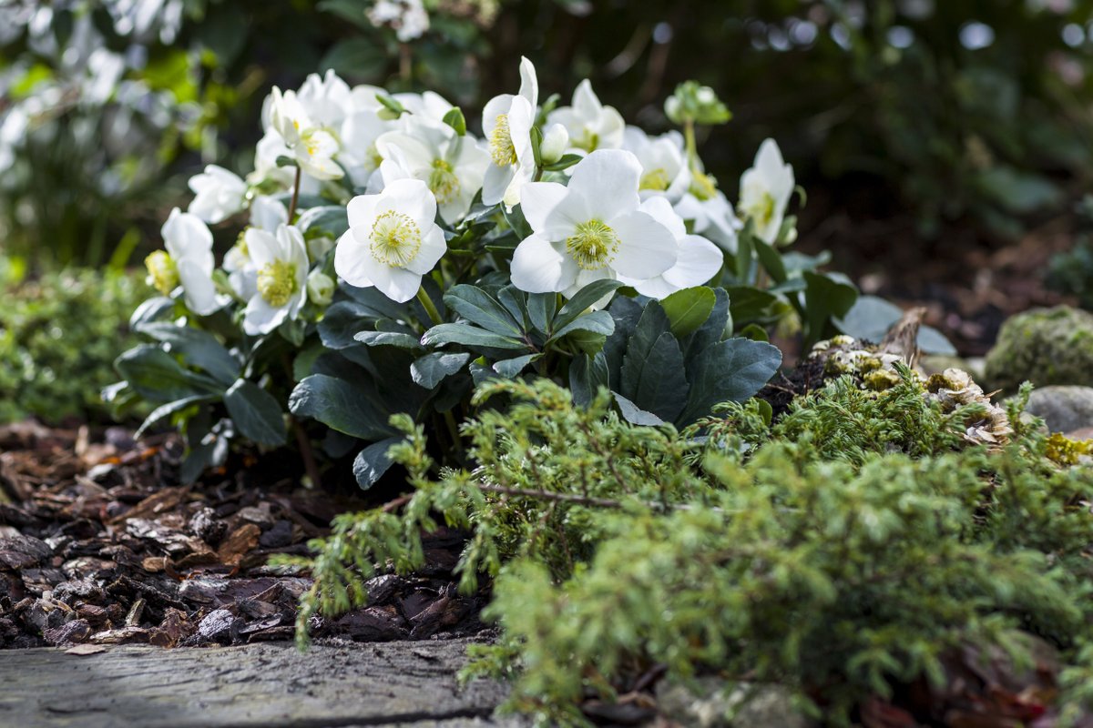 Syngenta Benelux tweet media