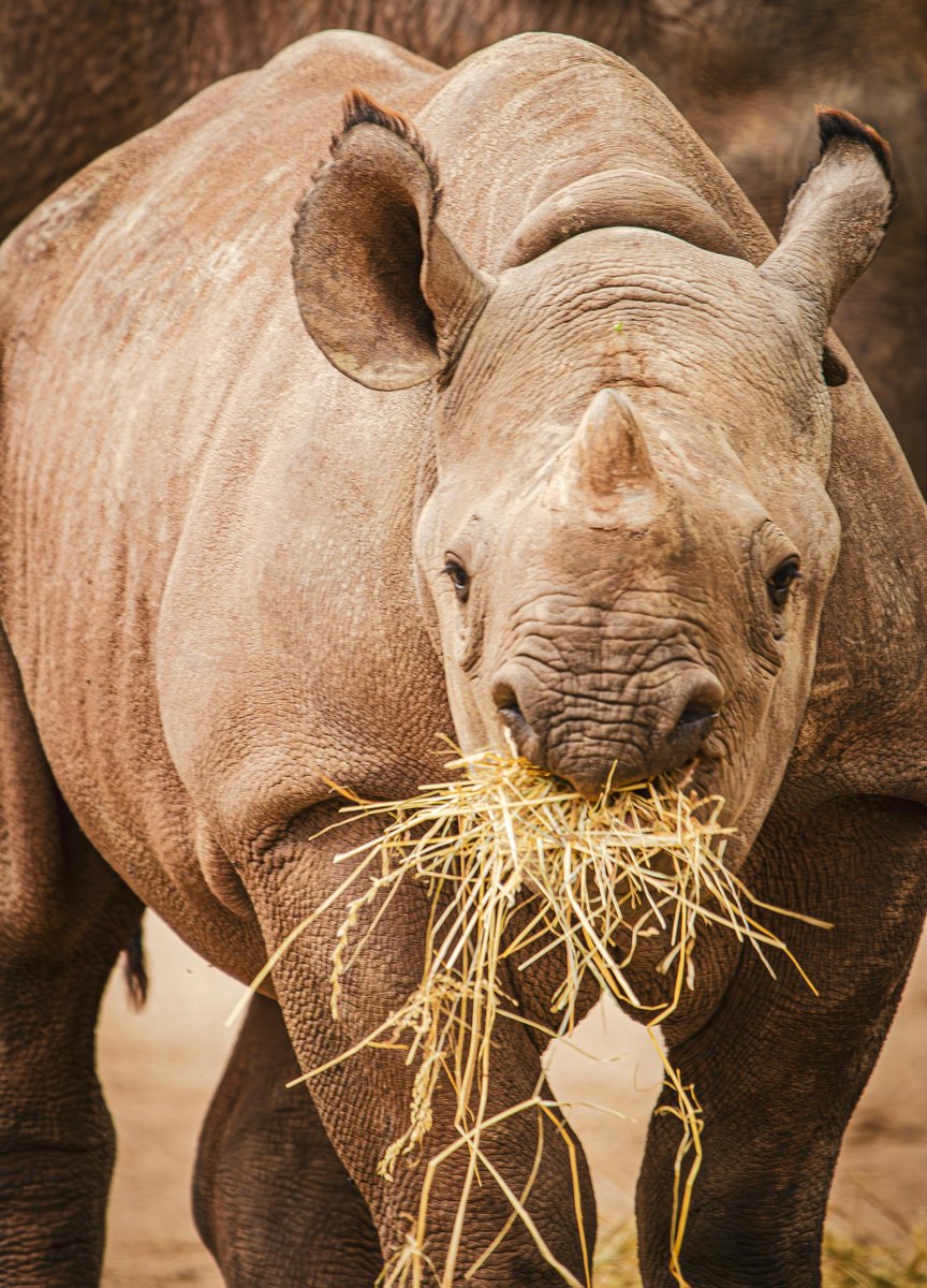 Action For Rhinos tweet media