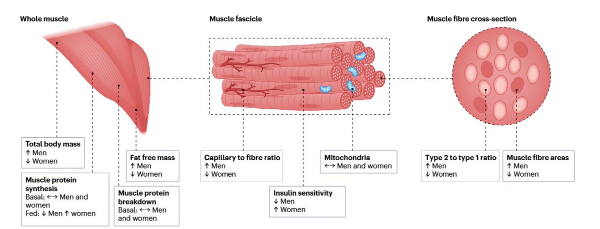 Anna Krook (@annakrook_ki) on Twitter photo Delighted to share our recent review out in Nature Reviews Endocrinology today. Sex matters if you are interested in muscle metabolism in exercise! Great collaborations with <a href="/kirstin_mac4/">Kirstin MacGregor</a> <a href="/Ellefs1s/">Stian Ellefsen</a> <a href="/NicoPillon/">Nicolas J. PILLON</a> and Daniel Hammarström
rdcu.be/d1DjN Delighted to share our recent review out in Nature Reviews Endocrinology today. Sex matters if you are interested in muscle metabolism in exercise! Great collaborations with <a href="/kirstin_mac4/">Kirstin MacGregor</a> <a href="/Ellefs1s/">Stian Ellefsen</a> <a href="/NicoPillon/">Nicolas J. PILLON</a> and Daniel Hammarström
rdcu.be/d1DjN