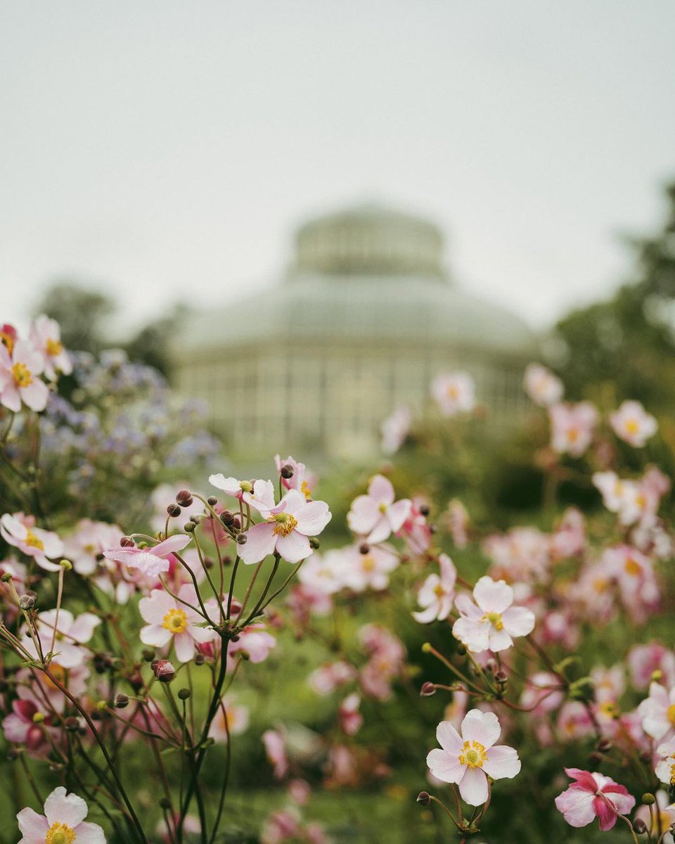 Nothing beats a winter walk through #Glasnevin’s <a href="/NBGGlasnevinOPW/">NBG Ireland</a> 🌸🍃

Did you know there are 300 endangered plant species from around the world here, including six species already extinct in the wild? 🌎

Plan your visit: bit.ly/3UeTJm7

📸 kuyca [IG]

#WinterInDublin