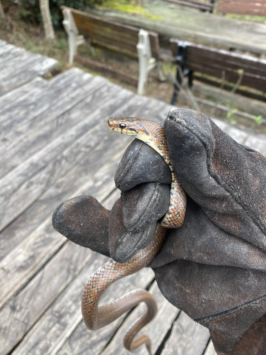 ヤマハ茶色 tweet media