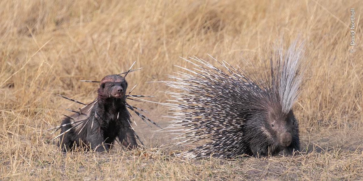 bendymarsh's tweet image. Caption competition for #PwME #PwLC - let’s go!!
What interactions cause you to end up like this honey badger?
- PIP application?
- Trying to explain how yoga isn’t the answer?
Let’s hear ‘em!!
#ME #MECFS #LongCovid
(Photo courtesy of Wildlife Photographer of the year)