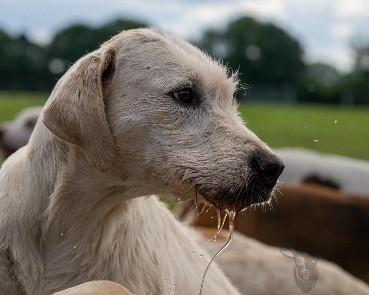 lurcherwork's tweet image. #Foxhound #hound #huntingwithhounds #followhounds #hunting