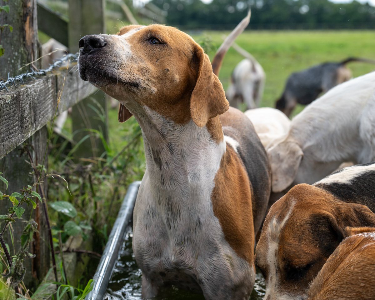 lurcherwork's tweet image. #Foxhound #hound #huntingwithhounds #followhounds #hunting