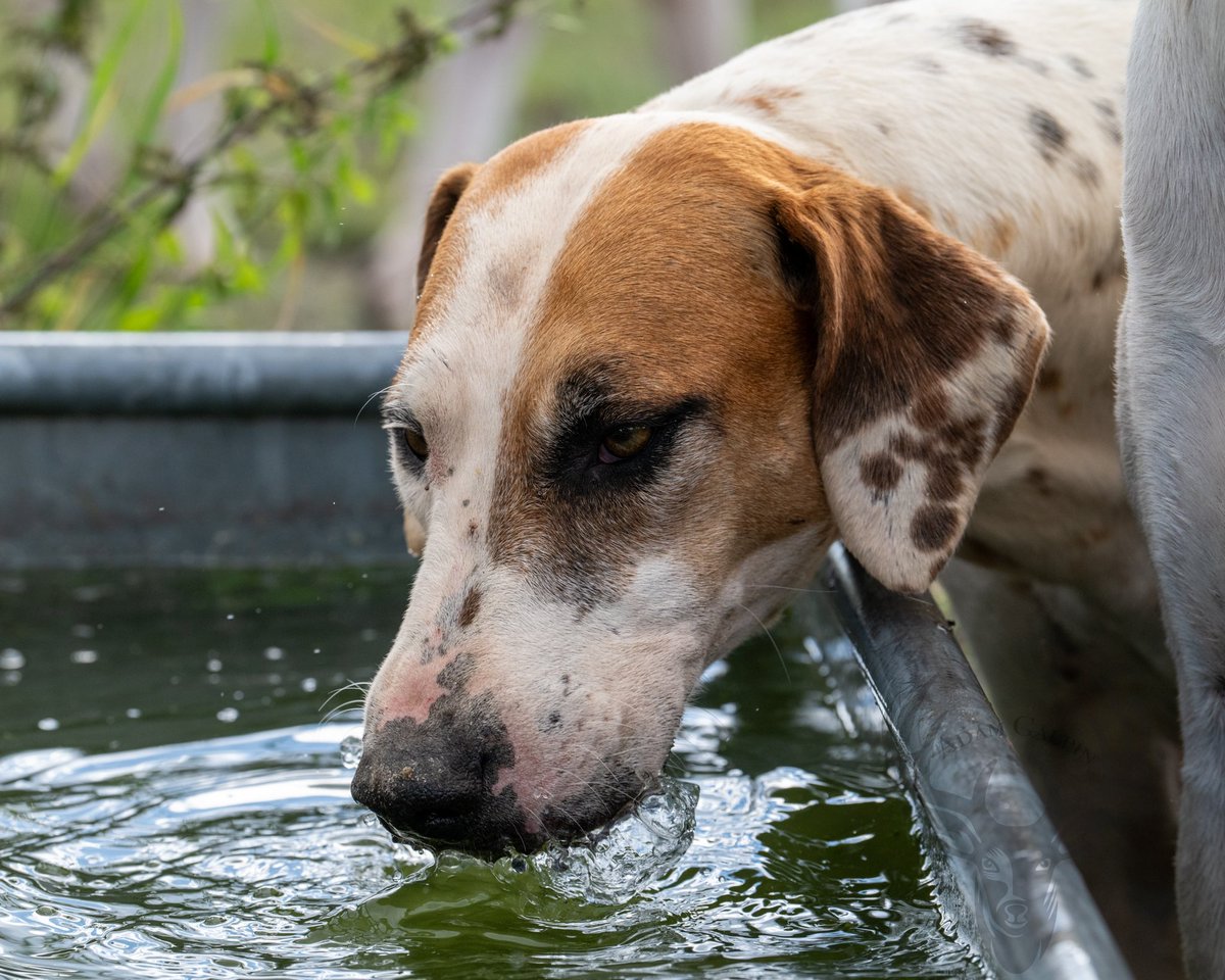 lurcherwork's tweet image. #Foxhound #hound #huntingwithhounds #followhounds #hunting
