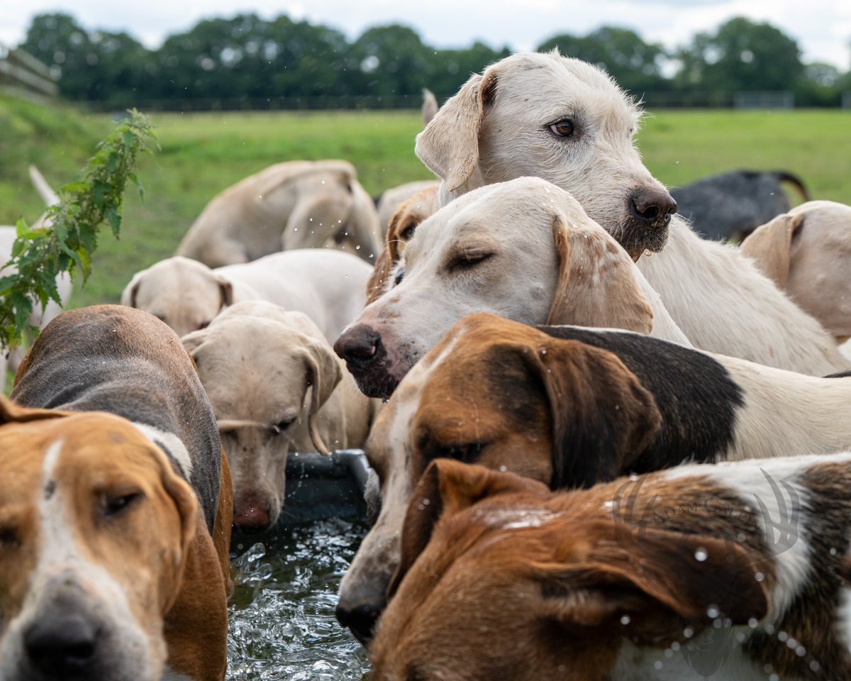 lurcherwork's tweet image. #Foxhound #hound #huntingwithhounds #followhounds #hunting