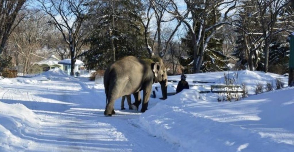#T4Animals 🐘🦁🦒🐅🦊🦔🐻 (@cosmicbrigade) on Twitter photo It’s getting cold in <a href="/CityofEdmonton/">City of Edmonton</a> & another winter is being forced upon 🐘 #Lucy.
It’s really does seem that <a href="/EdmontonClerk/">Edmonton City Clerk</a> officials have no sense or empathy when it comes to Lucy telling the 🌏 ‘Don’t tell us what to do with our 🐘”
This is the attitude that’s killing #Lucy It’s getting cold in <a href="/CityofEdmonton/">City of Edmonton</a> & another winter is being forced upon 🐘 #Lucy.
It’s really does seem that <a href="/EdmontonClerk/">Edmonton City Clerk</a> officials have no sense or empathy when it comes to Lucy telling the 🌏 ‘Don’t tell us what to do with our 🐘”
This is the attitude that’s killing #Lucy