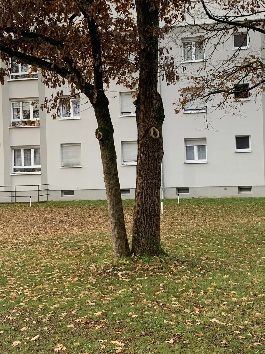 Me: I'm watching a tree

Tree: I'm watching thee