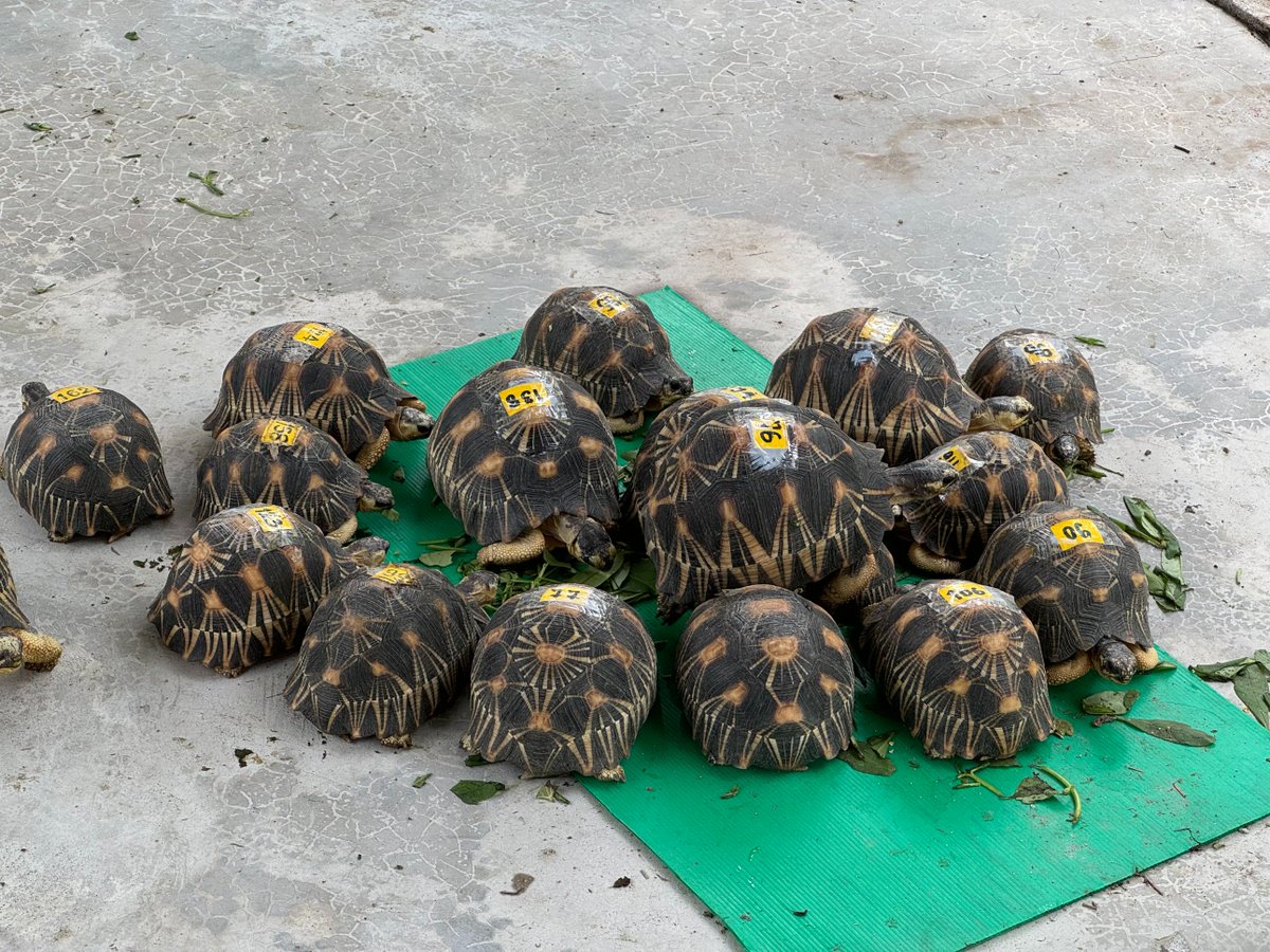 UNODC_SEAP's tweet image. Thailand's historic seizure of 48 lemurs &amp;amp; 1200+ endangered tortoises highlights the global scale of #WildlifeTrafficking.

Thanks to intl cooperation, these animals will be returned to Madagascar—a vital step as countries work to #EndWildlifeCrime &amp;amp; preserve biodiversity.