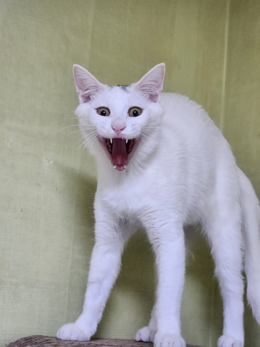 #아기고양이와복 #입양홍보

하아아아아----암

6개월 남아 와복이

입양문의👉 카카오톡아이디 104965

#고양이 #고양이입양 #아기고양이입양 #와복 #하얀고양이 #고양이임시보호 #하미야네임보묘 #서울 #경기 #경북 #남양주시 #안동 #터키쉬앙고라믹스