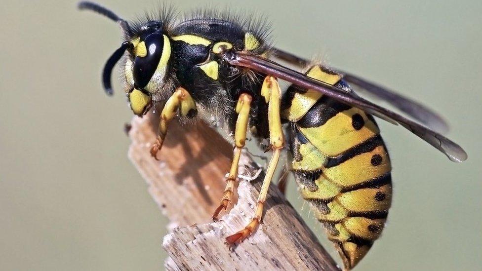 SaskiadeRM's tweet image. Very excited that Awful Creatures, my nature writing debut about underappreciated animals and why we should care about them, will be published by @chiffchat in 2027! 🐸🐦⬛🪼🦟🦇