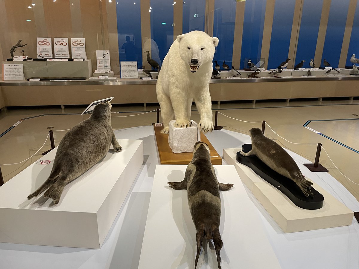 大好評の企画展「捕食者の献立」は本日閉幕です。ホッキョクグマや