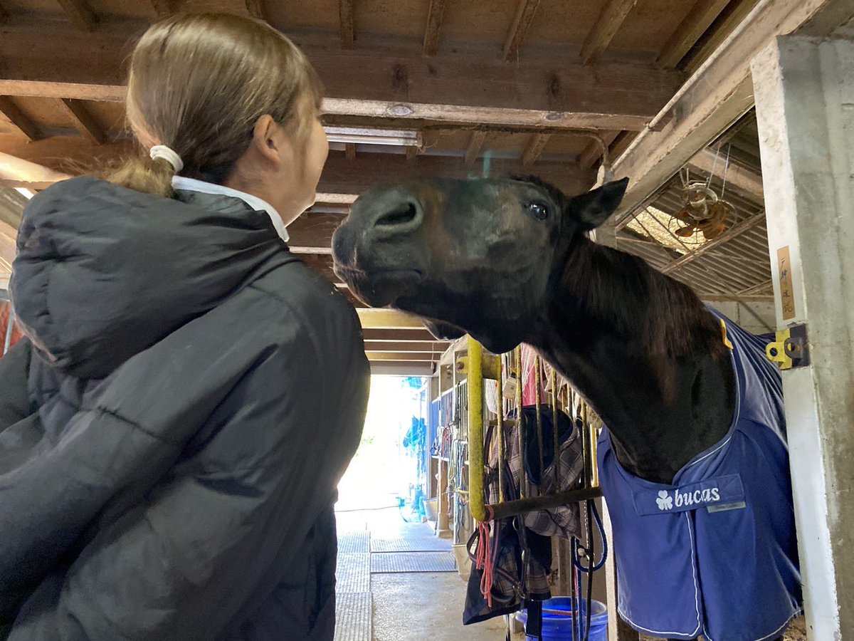 KADAI_bajutsu's tweet photo. 🐴「ちゅーして？😚」

ちゅ😘

🐴「😳😳😳」

 #アンカットジュエル #鹿児島大学 #馬術部 #馬 #引退競走馬 #サラブレッド #パイロ産駒 #キス魔 #おねだり https://t.co/0AxGyagH6y