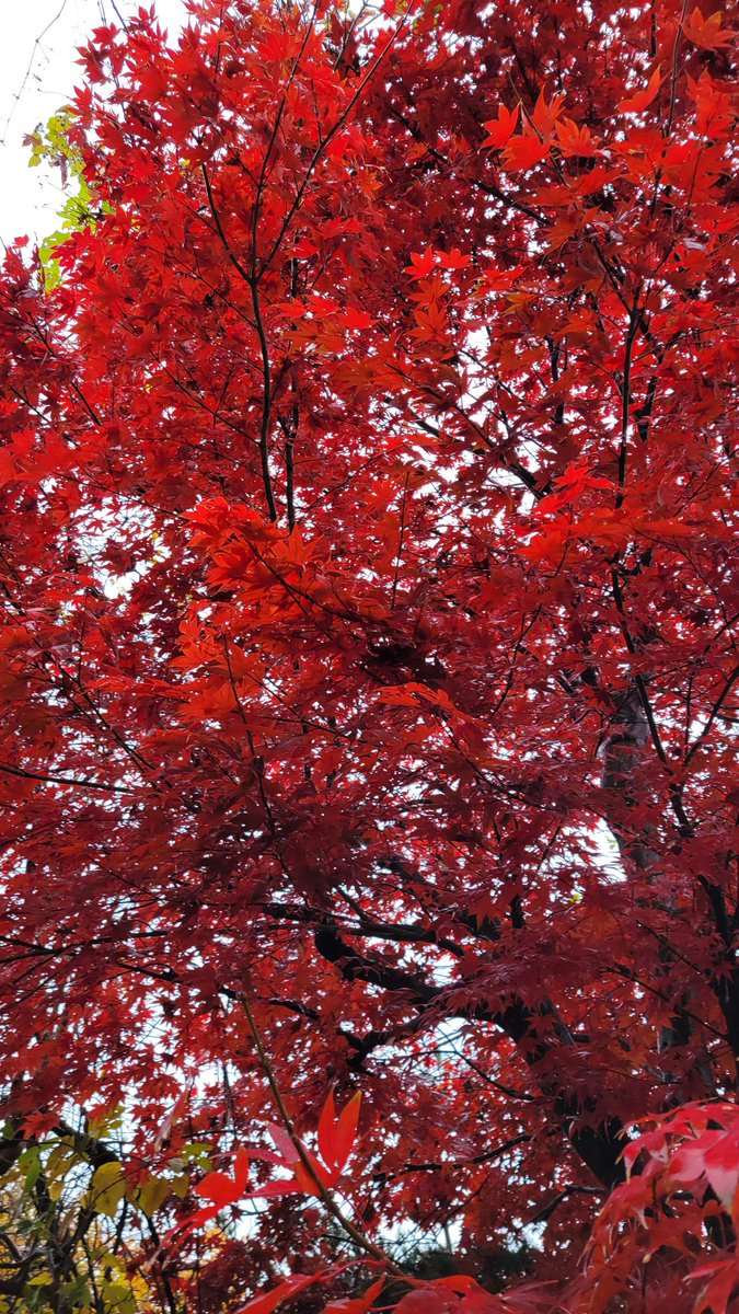 chillfull7's tweet photo. 今日もおつかれさまりす！
綺麗な、もみじを見つけました！

紅葉もだいぶ終わって、
寂しいですが、雪を楽しみにしている
子供達を見ると元気が出ます！！

皆様、ちるふるなひと時を！ https://t.co/3S0NLGowZ8