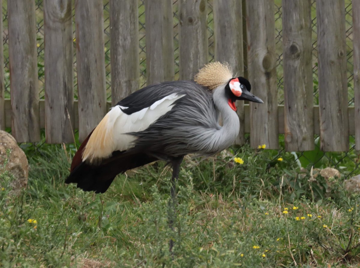 There's a majestic new arrival at the zoo!

A male Endangered East African grey-crowned crane has joined our bird species in the Walled Garden  🐦

Read more: bristolzoo.org.uk/news/arrival-o…

(📸: Wingham Wildlife Park)
