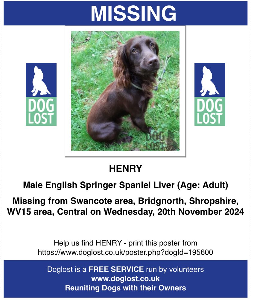VetsGetScanning's tweet photo. Still missing! Henry is 2 today….please anyone if you have seen him or have any leads please please let me know. We want him home xx 

HENRY
Male English #SpringerSpaniel Liver 
#Missing from #Swancote area, #Bridgnorth, #Shropshire, WV15 area, Central on Wednesday, 20th November 2024

#Doglost Help us find HENRY - print this poster from https://t.co/27V2G3N5lF

@SAMPAuk_ #LostDog #MissingDog #TheftByFinding 

If you find a lost dog you are legally required to report them to the local animal warden or take to a veterinary clinic for a microchip registration check #MakeChipsCount #ScanMe