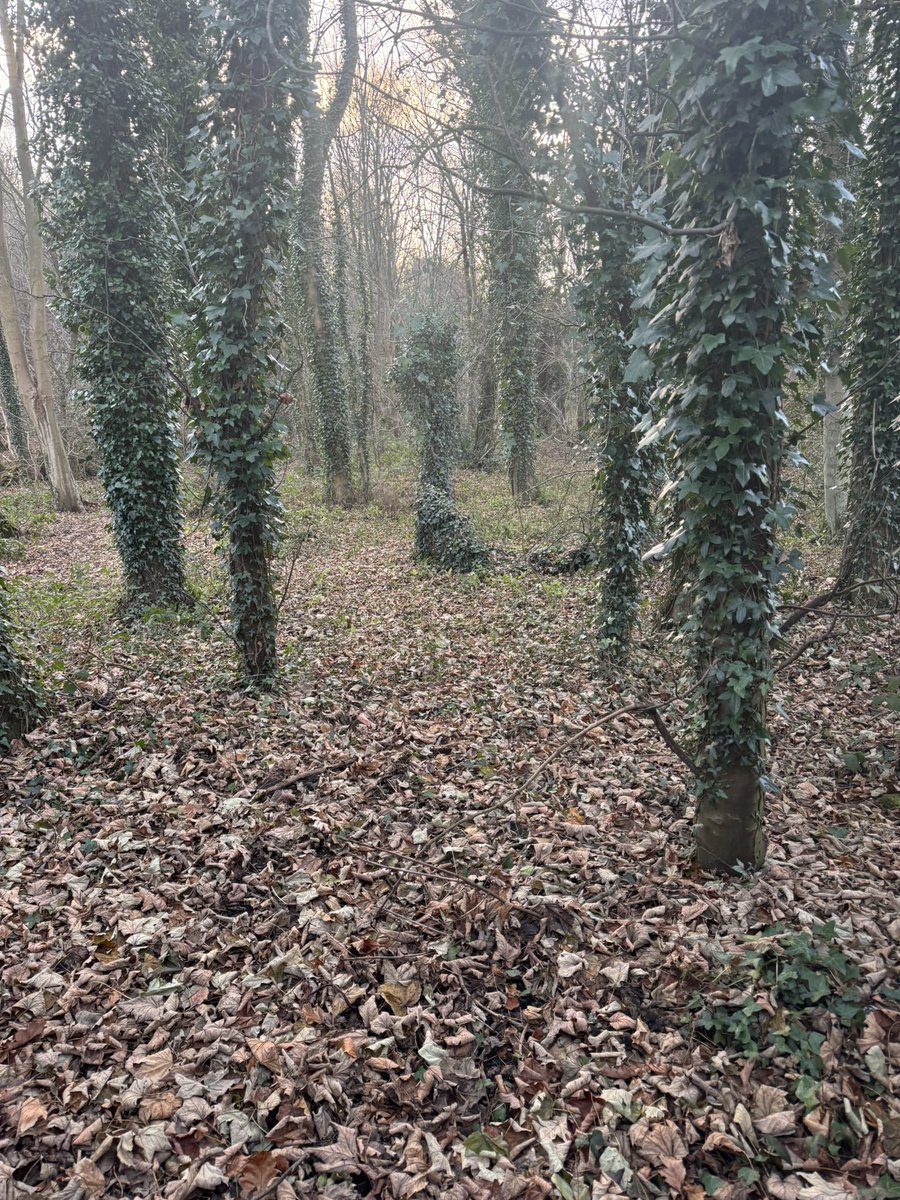 Dr Marie Gressmann tweet media