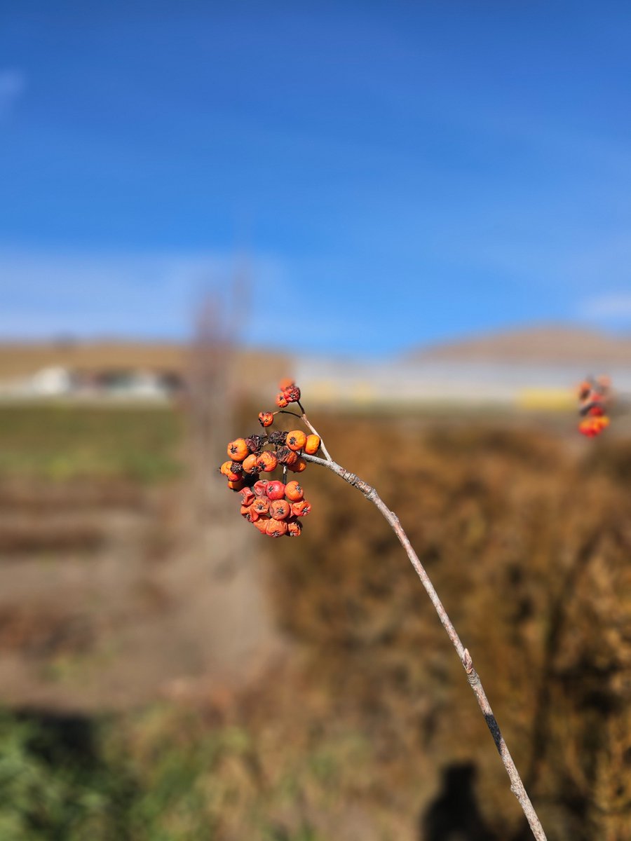 MyForestArmenia's tweet photo. There's plenty of work to finish in our nursery in Gugark. Thousands of future trees are being nurtured here to enrich our forests in 20 years 🌱🌳🌿
#myforestarmenia #forest #armenia #woods #greenbuilding #greenworld #greenarmenia #green #ecology #lori #gugark #gegharquniq https://t.co/KJ7DGCdPXV