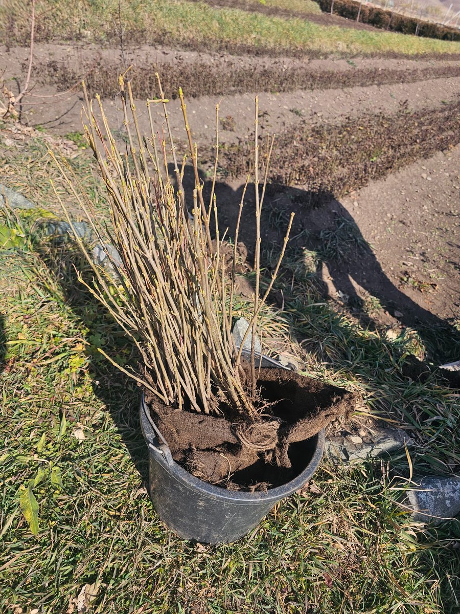 MyForestArmenia's tweet photo. There's plenty of work to finish in our nursery in Gugark. Thousands of future trees are being nurtured here to enrich our forests in 20 years 🌱🌳🌿
#myforestarmenia #forest #armenia #woods #greenbuilding #greenworld #greenarmenia #green #ecology #lori #gugark #gegharquniq https://t.co/KJ7DGCdPXV