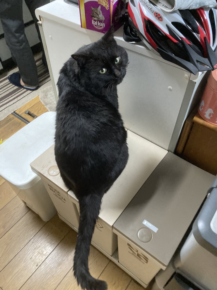 bebe_yoshida's tweet photo. 我が家の愛猫を探してます！
些細な情報で良いので、お見かけの際はご一報いただきたいです！ご協力よろしくお願いいたします！
名前:べべ　性別:オス　年齢:9歳
身体の大きな黒猫です。背中に少し白い毛が混じっているのが特徴です。
#迷子猫  #迷い猫 #黒猫 #奈良県 #安堵町 #斑鳩町 https://t.co/eZixHkGhVT