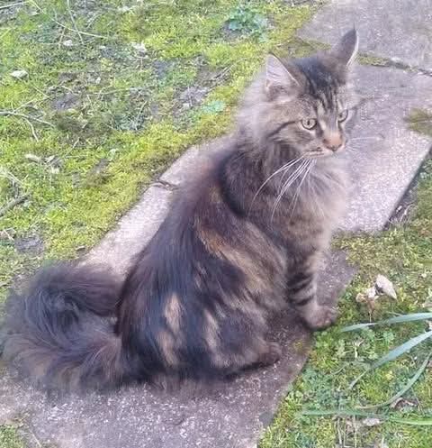 MissingPetsGB's tweet image. 🐱 SPOOKY #cat missing since 18 July 2024 from BLENKINSOPP CASTLE #Northumberland #CA8 Spooky is a 2 ½ year old, neutered and chipped Maine Coon. The family recently moved to the area in the January.