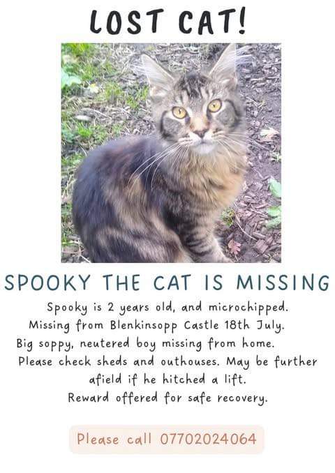 MissingPetsGB's tweet image. 🐱 SPOOKY #cat missing since 18 July 2024 from BLENKINSOPP CASTLE #Northumberland #CA8 Spooky is a 2 ½ year old, neutered and chipped Maine Coon. The family recently moved to the area in the January.