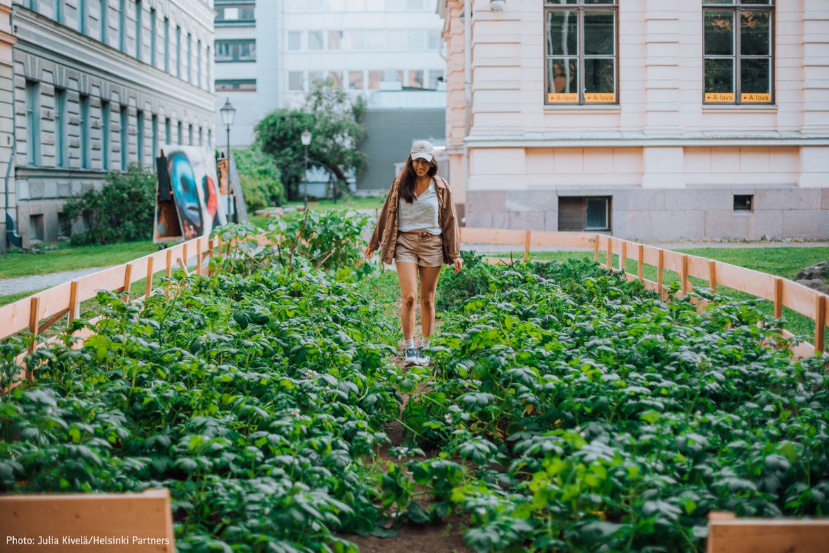 thisisFINLAND's tweet photo. Urban farming—that is the practice of growing food in city spaces—is becoming increasingly popular in Finland. So don’t be surprised if you spot pallets, sacks or small plots of vegetables or other greens growing on rooftops in downtown Helsinki, for example! #CitiesInAction https://t.co/8Va3R0EuKY