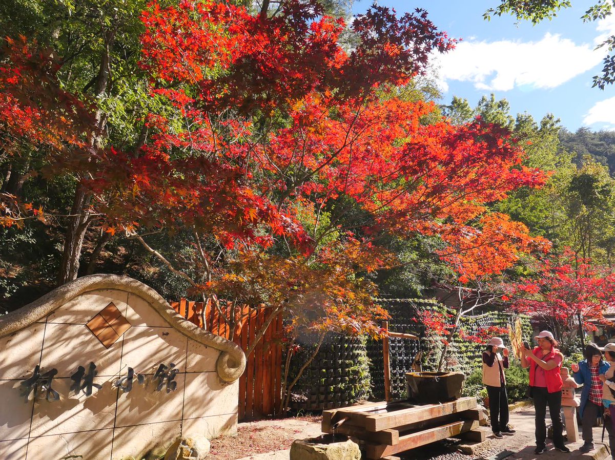 NOTICIASTaiwan's tweet photo. Colores cálidos🍁
Los #arces en otoño visten la Granja Wuling, en la ciudad de #Taichung, con un manto de tonos dorados y rojizos, creando un espectáculo de colores que parece detener el tiempo.
Fotos cortesía de la Granja Wuling https://t.co/QgRYlKBp8r